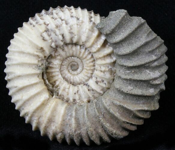 Pavlovia Ammonite Fossil - Siberia #29718